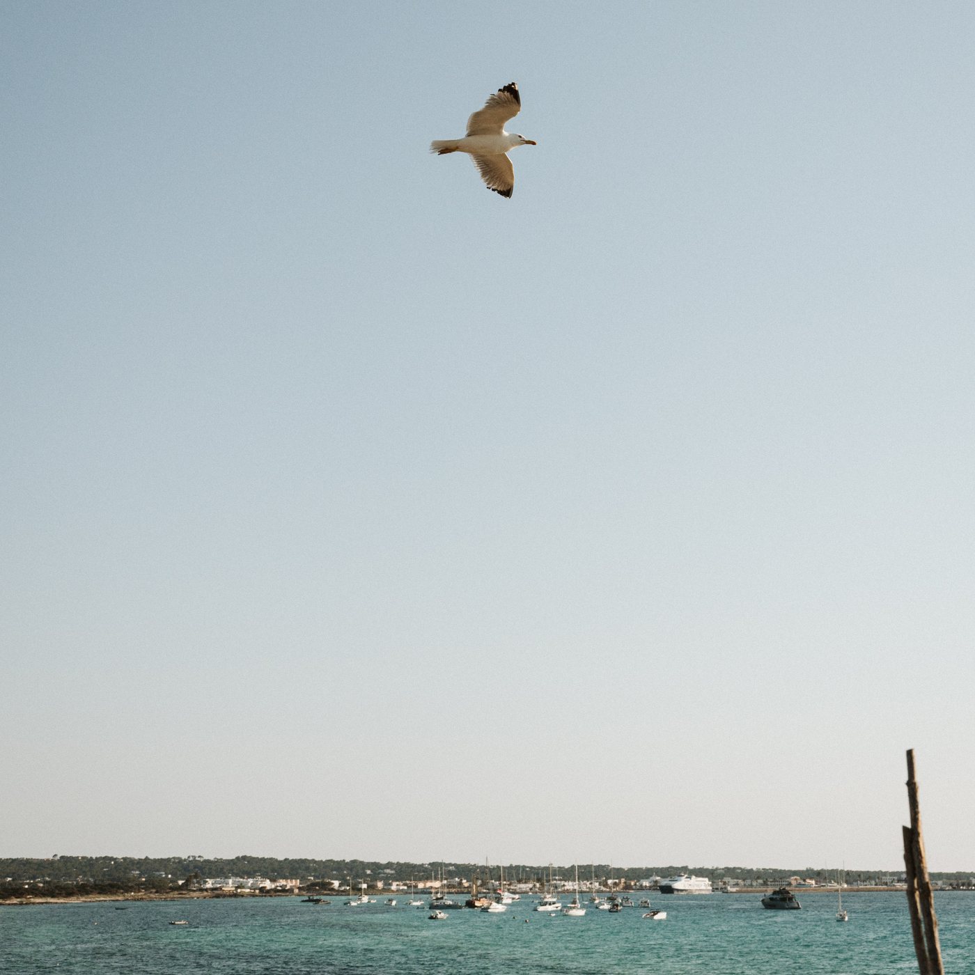 A gull flying over the sea