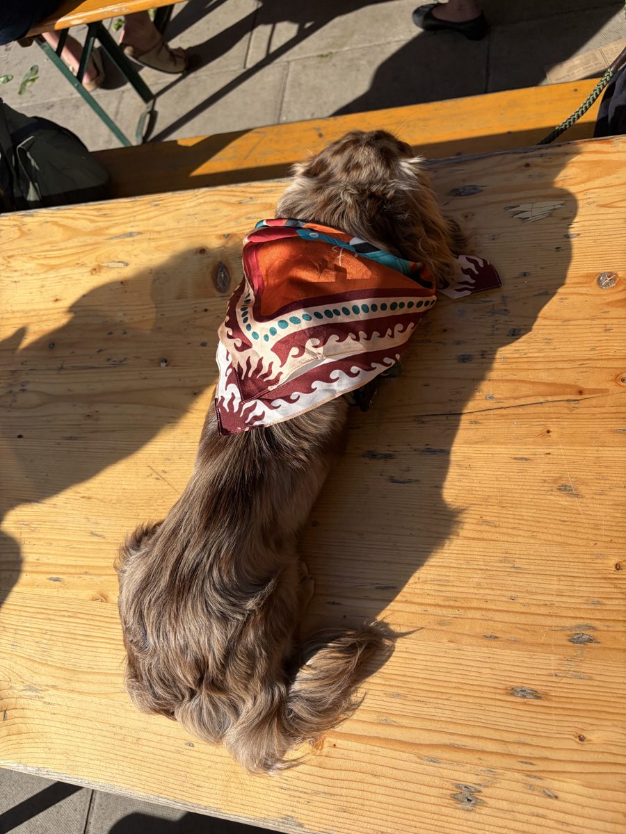 A dog wearing the scarf as a neckerchief